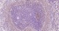 PCNA Mouse mAb